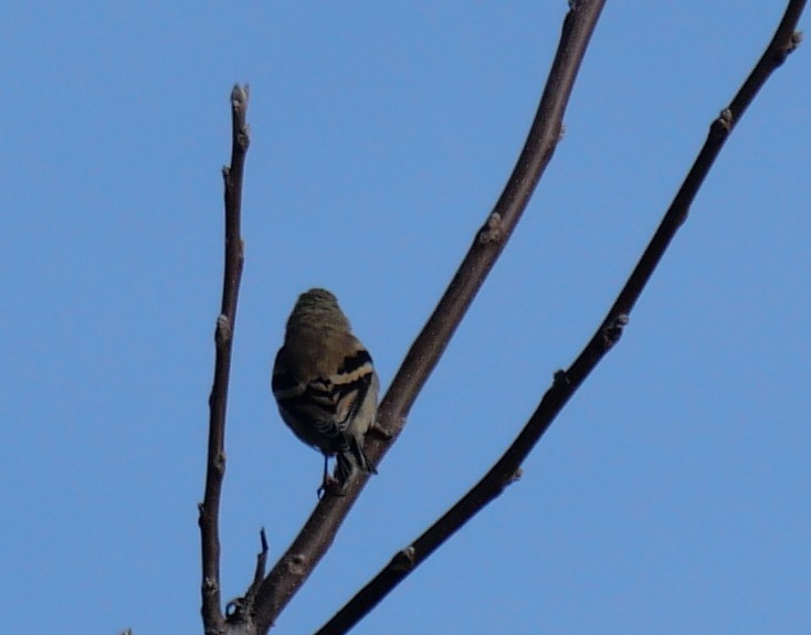 American Goldfinch - ML643546600
