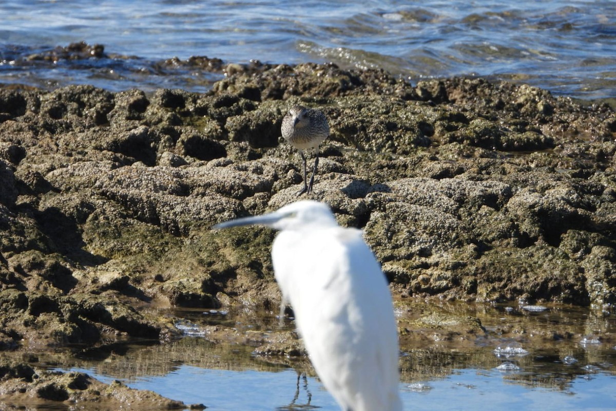 Black-bellied Plover - ML643546607