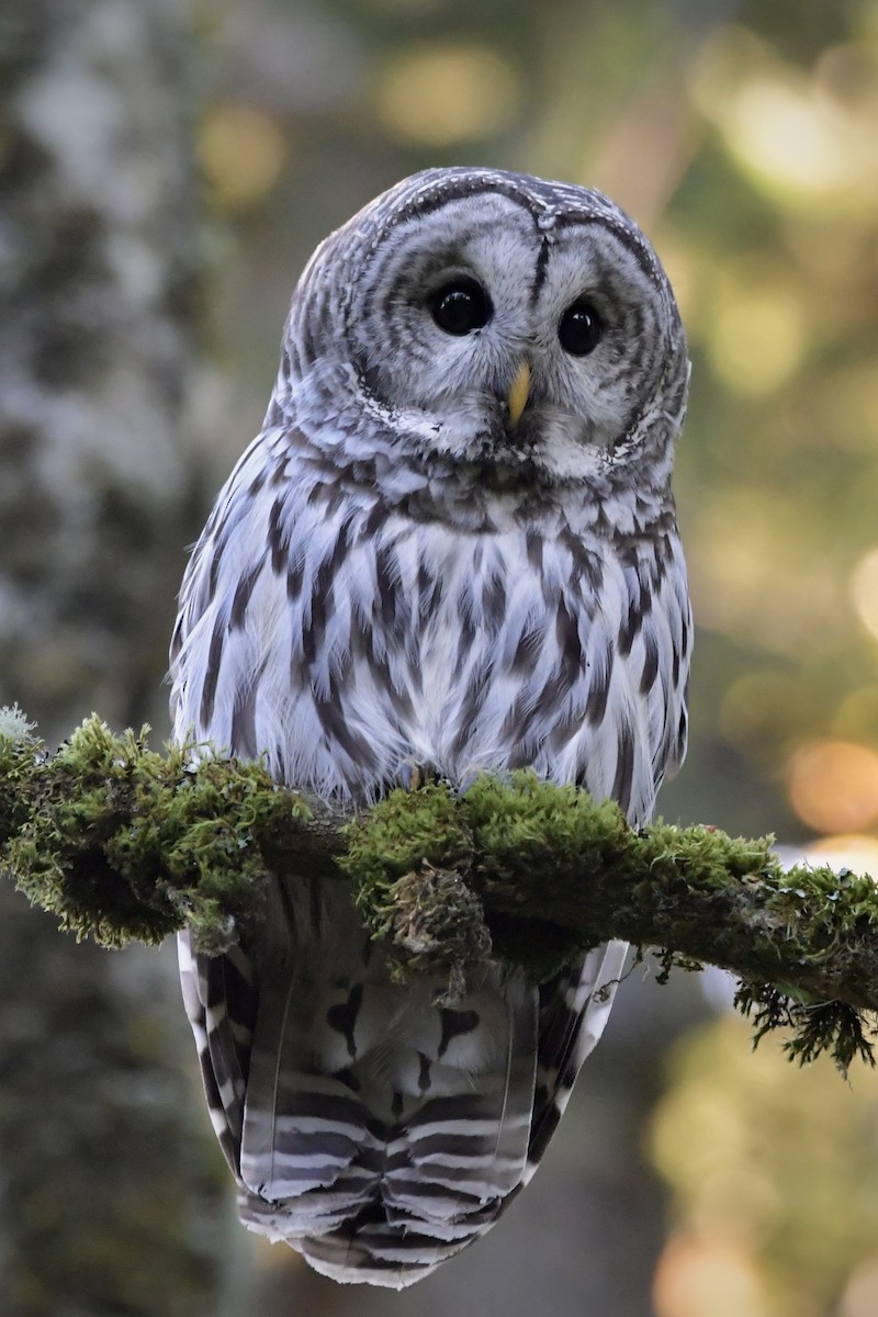 Barred Owl - ML643546610