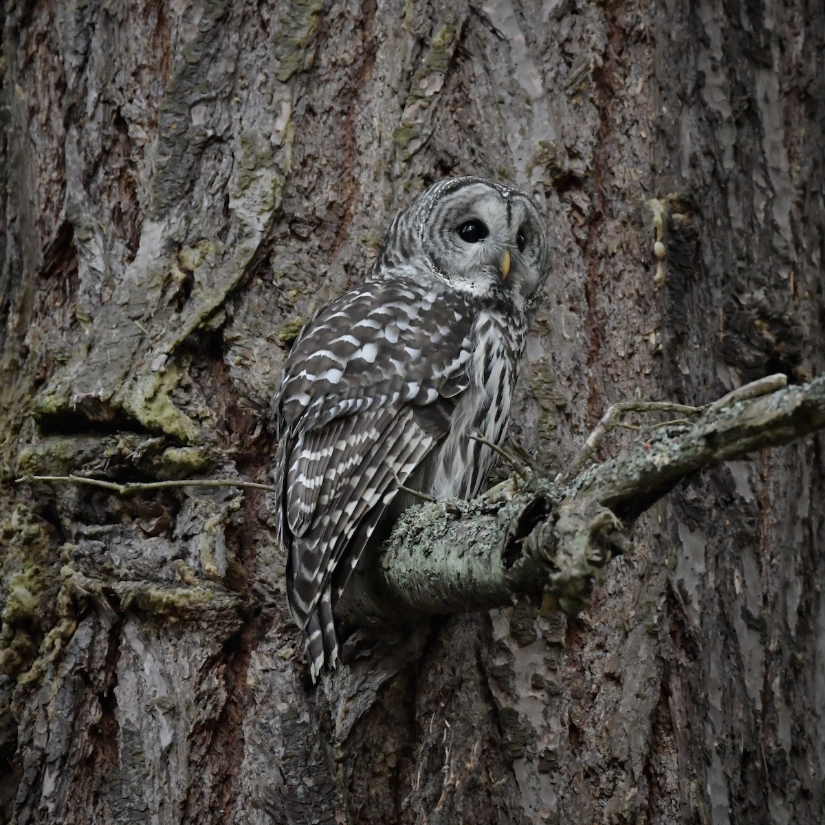 Barred Owl - ML643546611