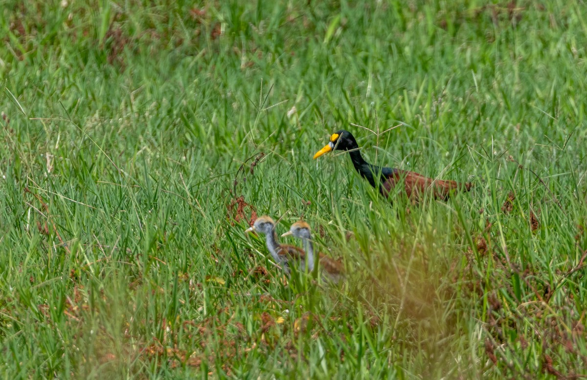 Northern Jacana - ML643546632