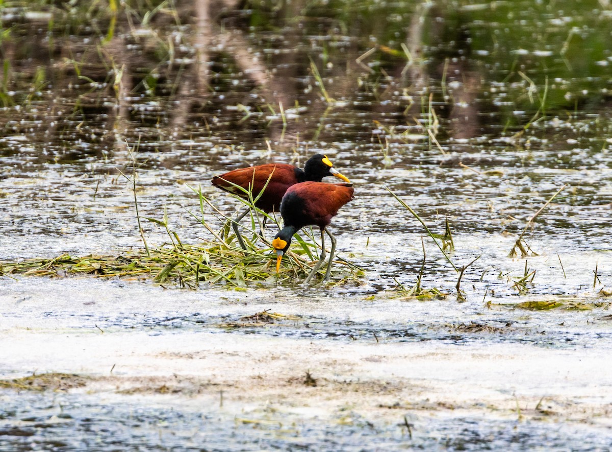 Northern Jacana - ML643546633