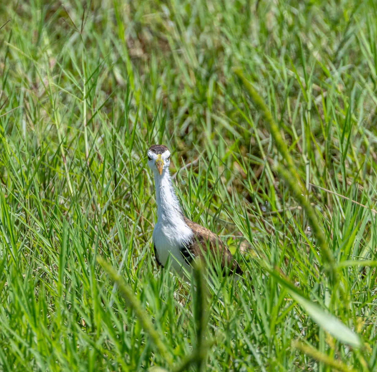 Northern Jacana - ML643546634