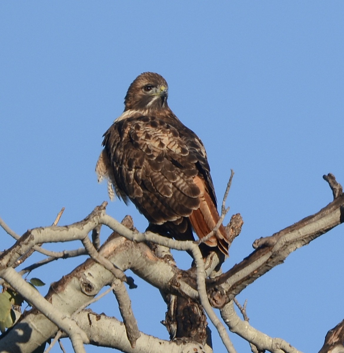 Red-tailed Hawk - ML643546637