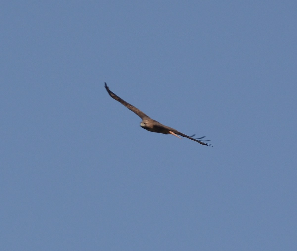 Red-tailed Hawk - ML643546638