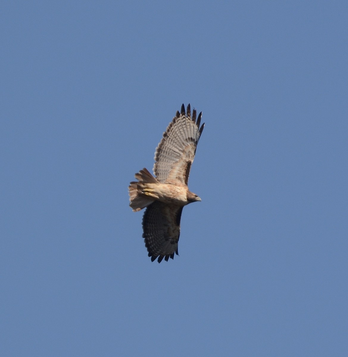 Red-tailed Hawk - ML643546639