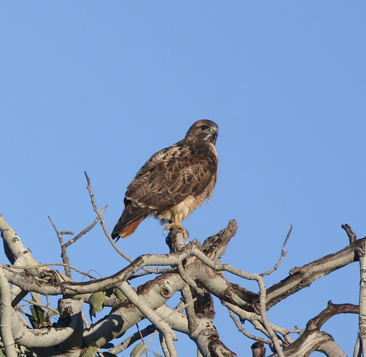 Red-tailed Hawk - ML643546640