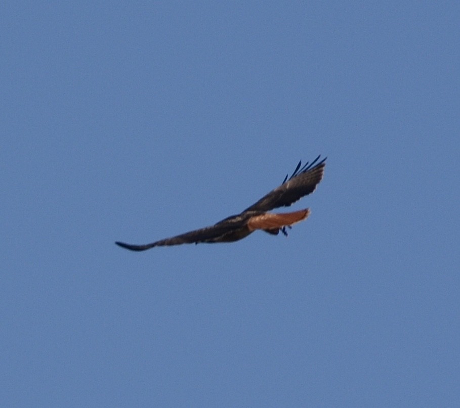 Red-tailed Hawk - ML643546641