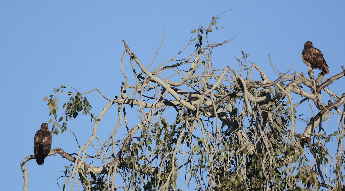 Red-tailed Hawk - ML643546642