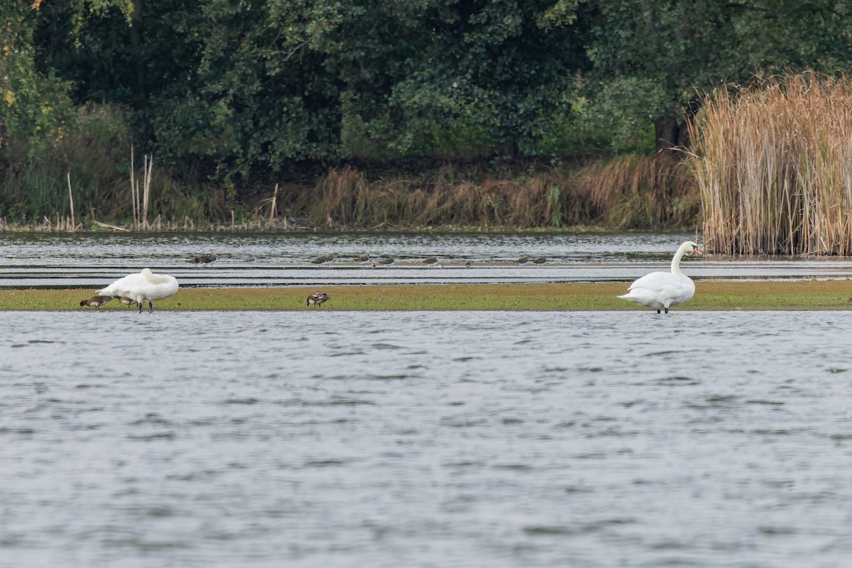 Mute Swan - ML643546647
