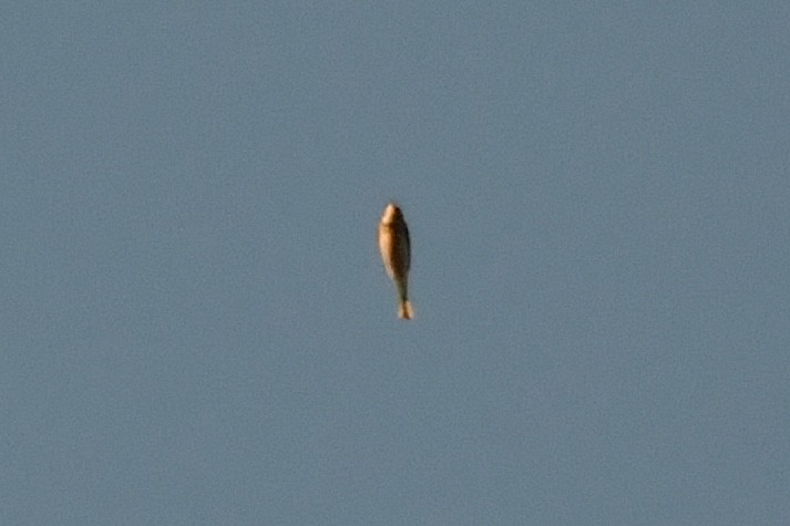 American Pipit - ML643546652
