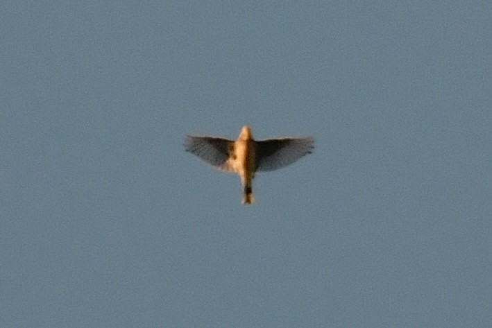 American Pipit - ML643546653