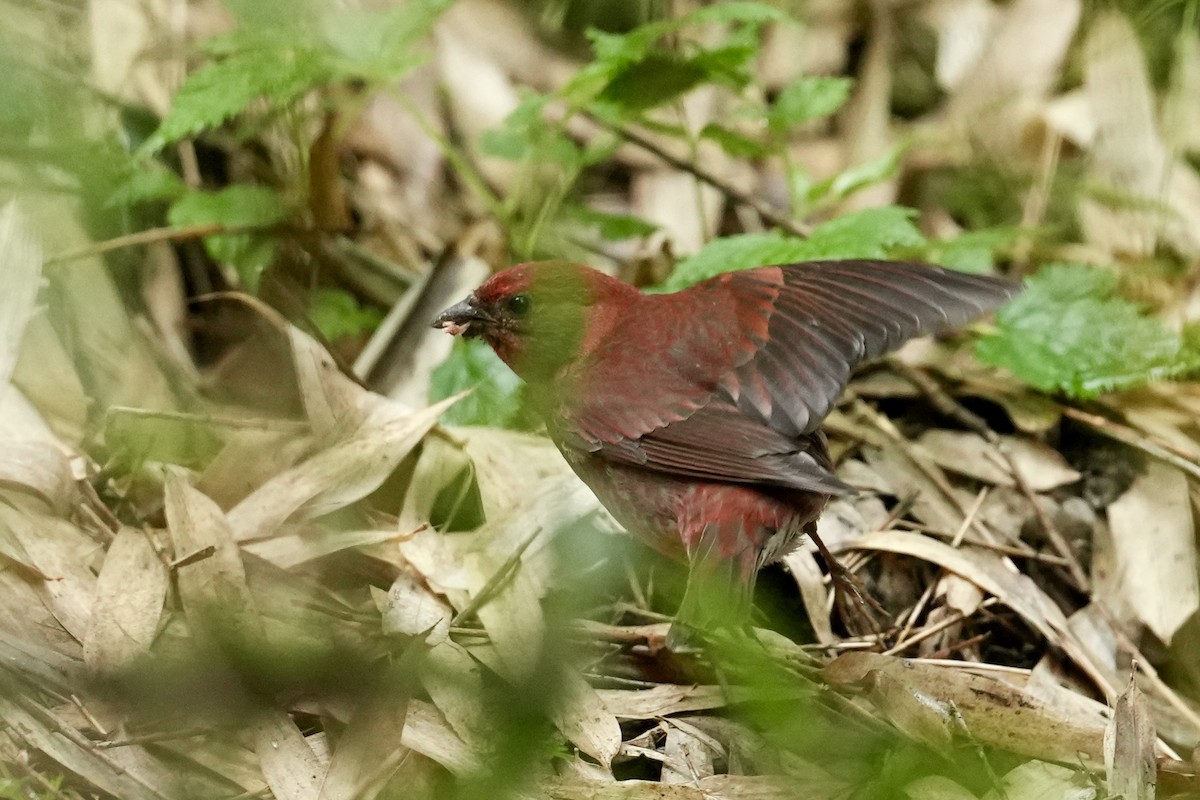 Blanford's Rosefinch - ML643546658