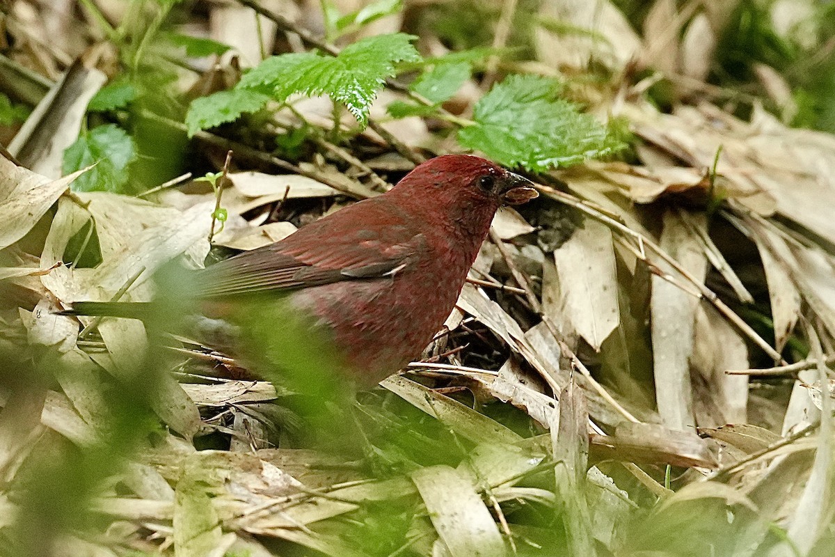Blanford's Rosefinch - ML643546659