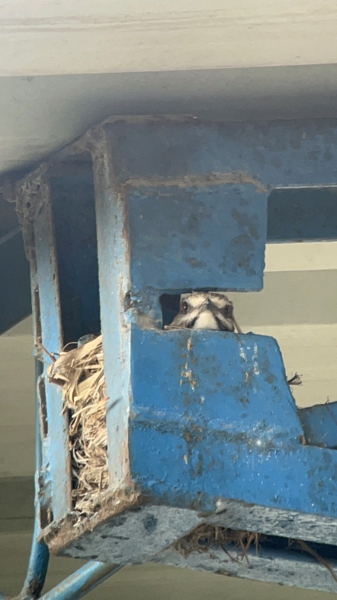 Gray Monjita - ML643546665