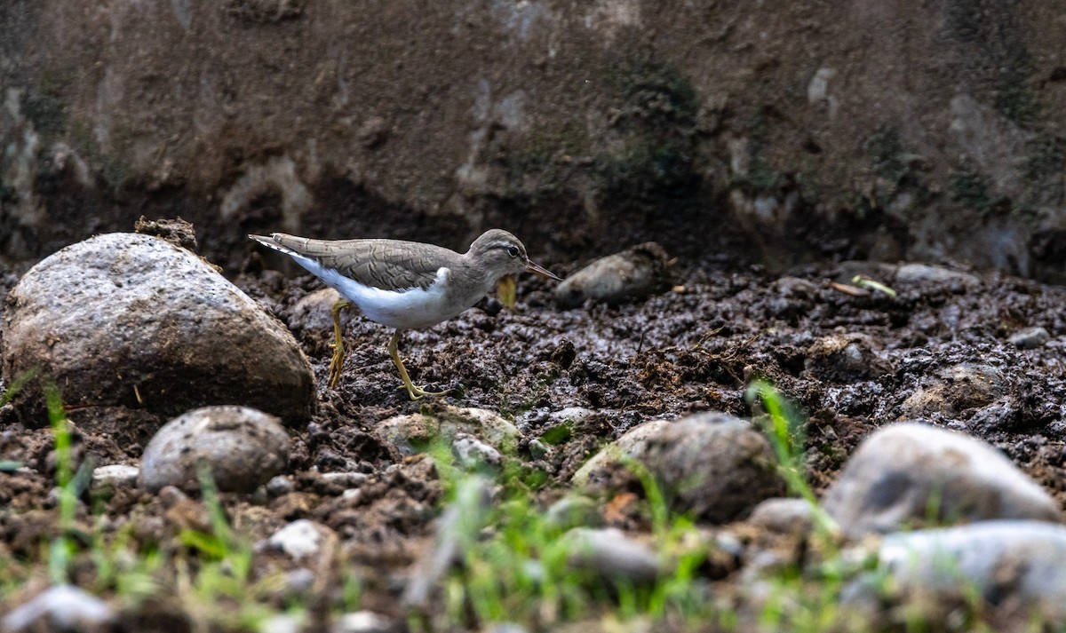 Spotted Sandpiper - ML643546666