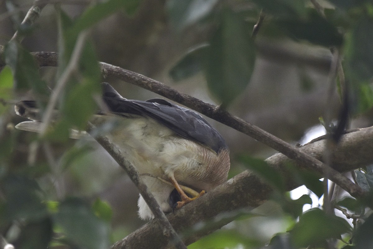 Shikra - ML643546695