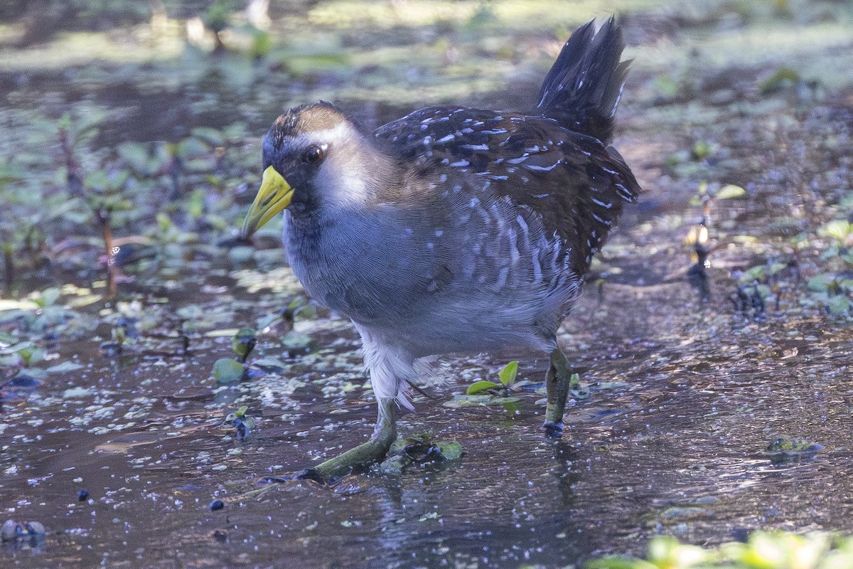 Sora - ML643546705