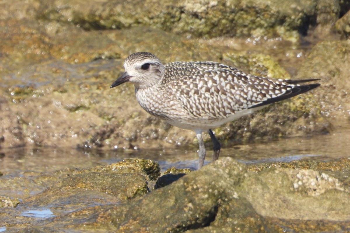 Black-bellied Plover - ML643546711