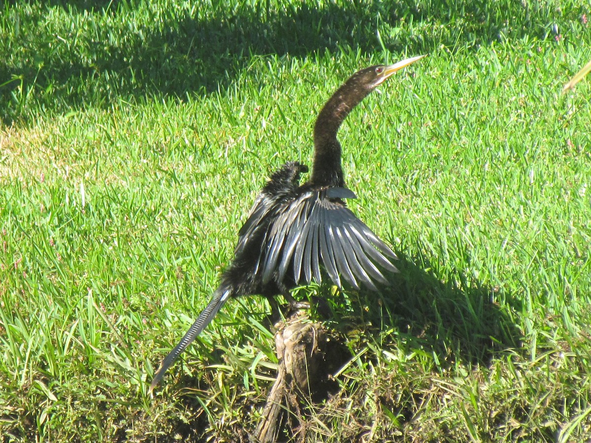 Anhinga - ML643546712