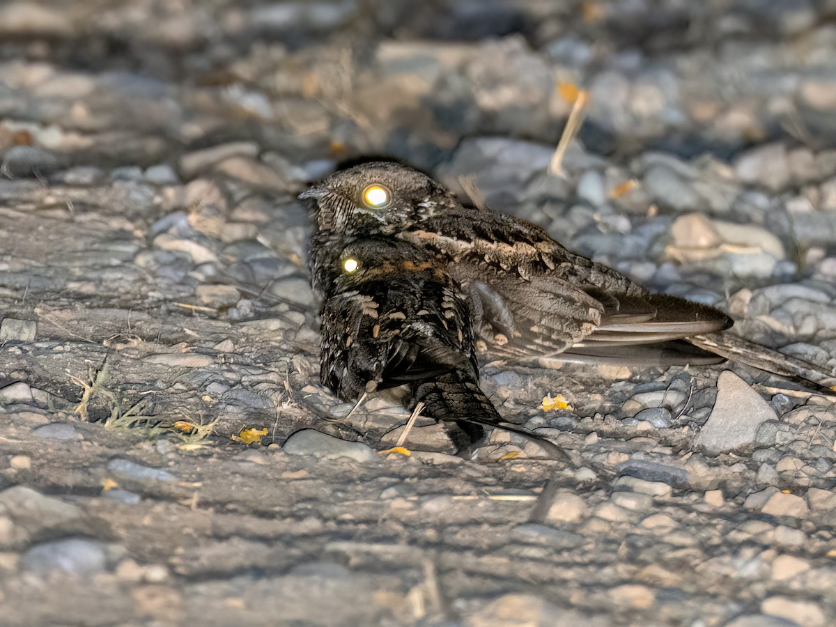Scissor-tailed Nightjar - ML643546720
