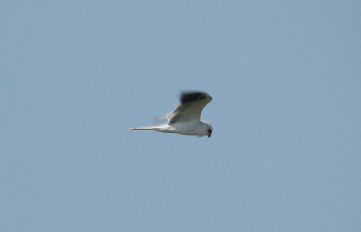 White-tailed Kite - ML643546721