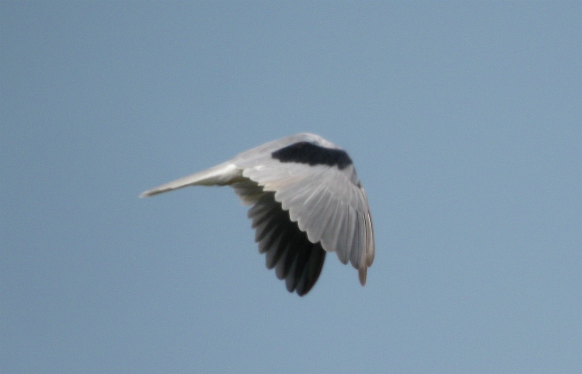 White-tailed Kite - ML643546722