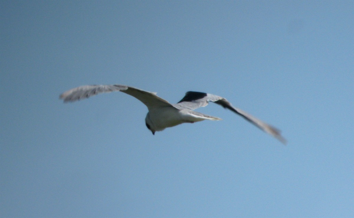 White-tailed Kite - ML643546723