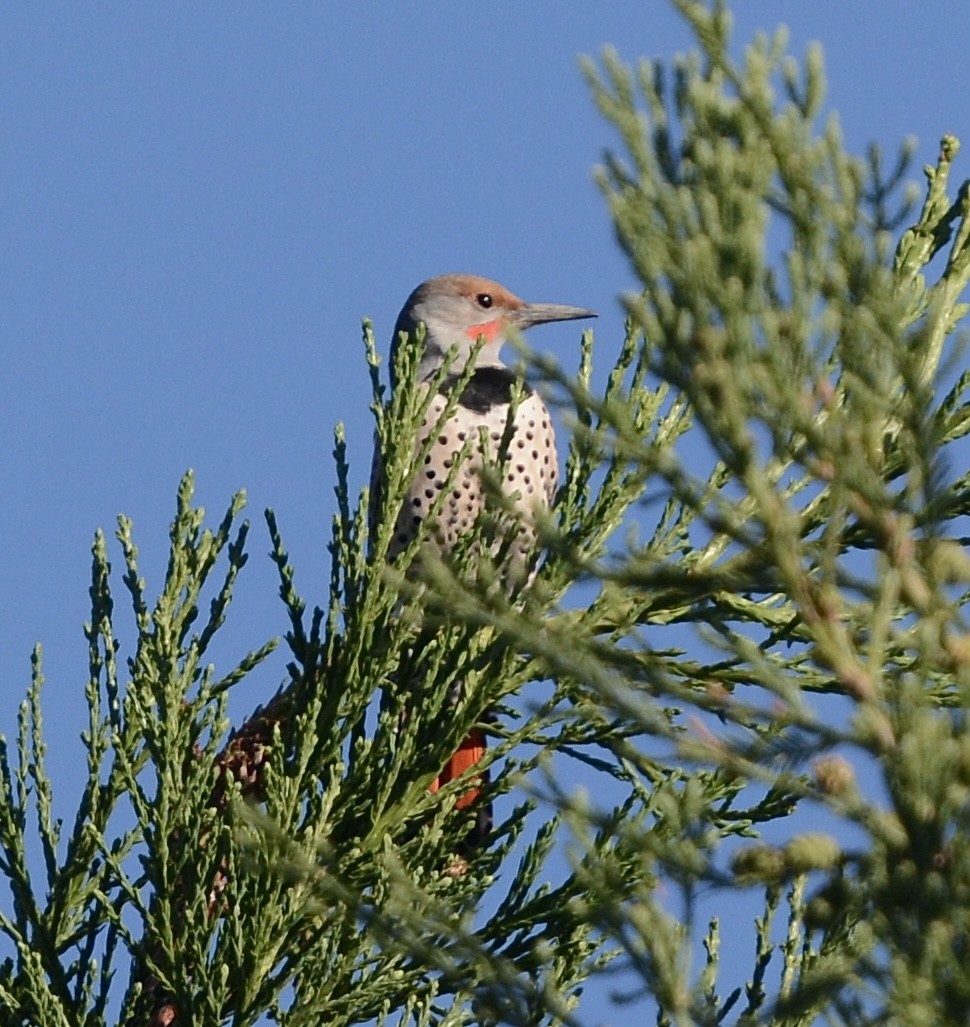 Northern Flicker - ML643546729