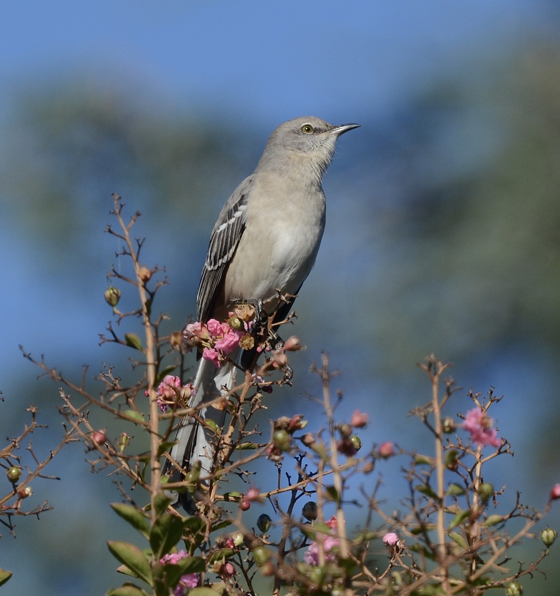 חקיינית צפונית - ML643546740