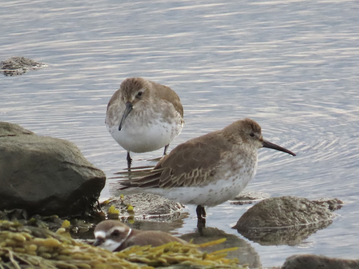 Dunlin - ML643546759