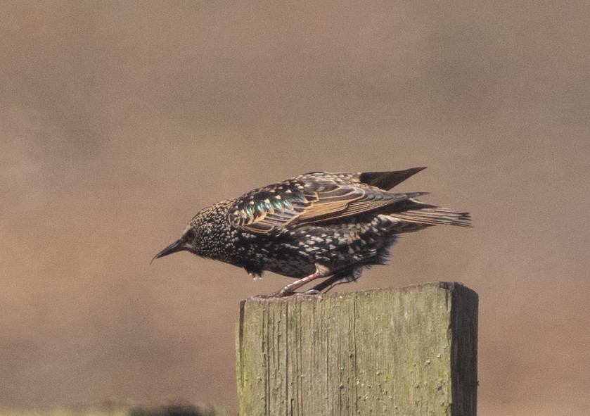 歐洲椋鳥 - ML643546777