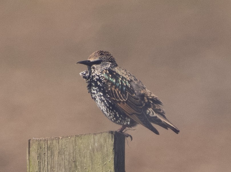 歐洲椋鳥 - ML643546778