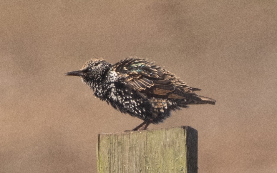 歐洲椋鳥 - ML643546779