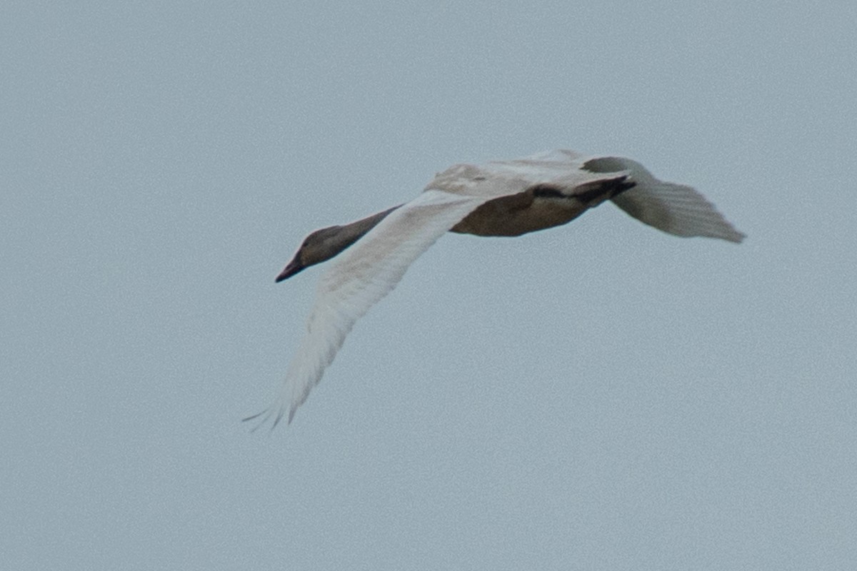 Cigno minore - ML643546787