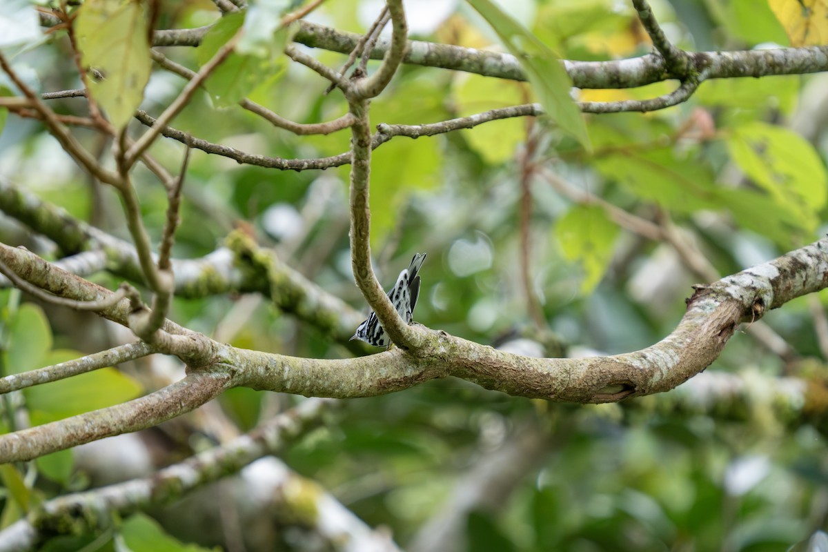 Black-and-white Warbler - ML643546794