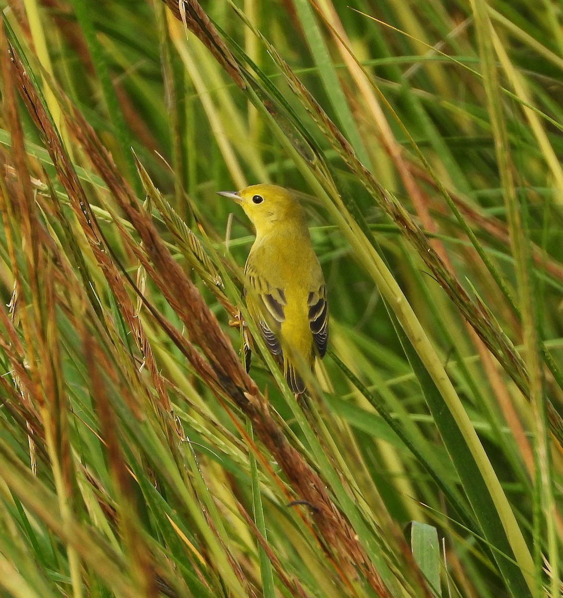 Yellow Warbler - ML643546796