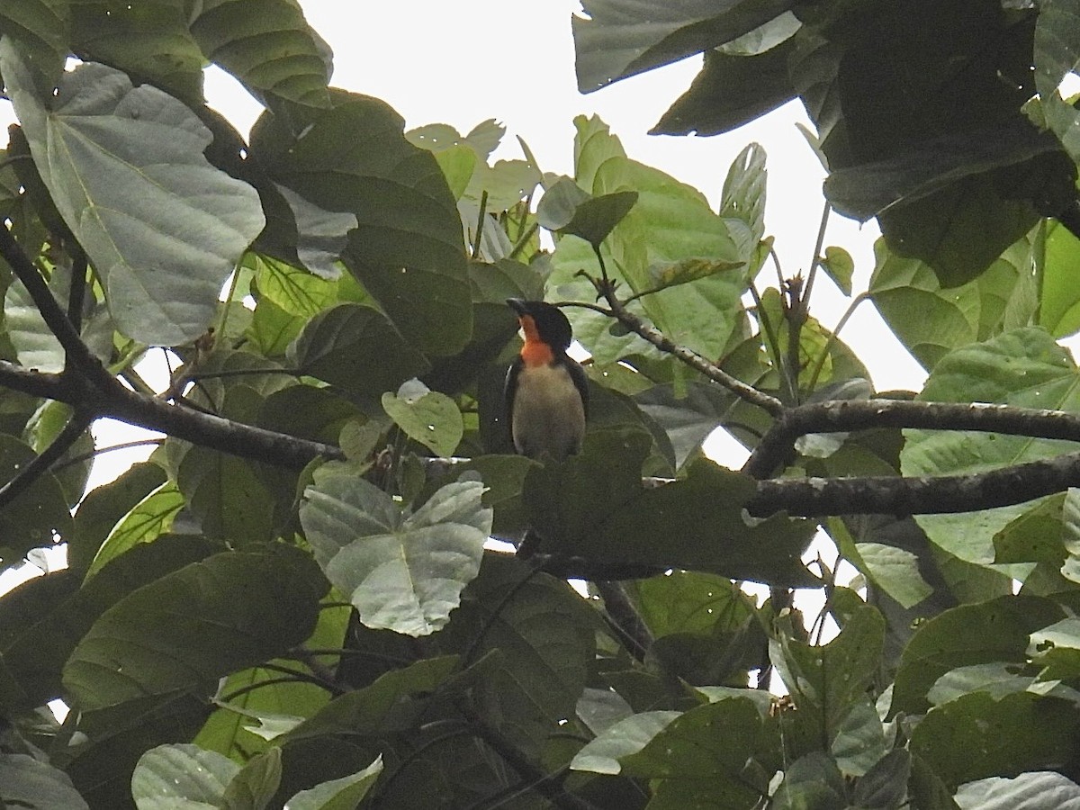 Orange-throated Tanager - ML643546798