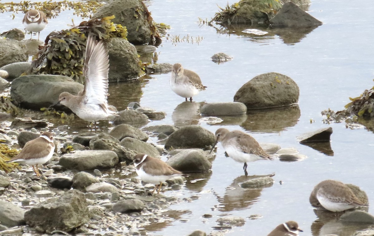 Dunlin - ML643546806