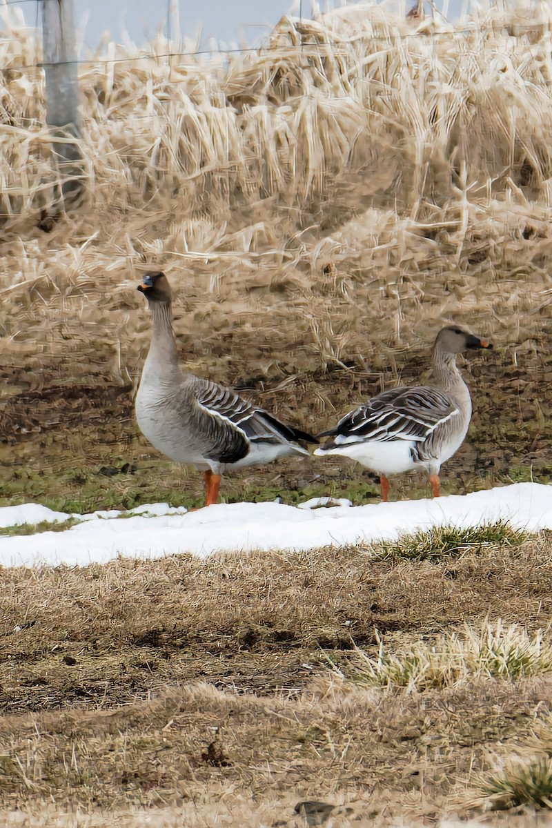 Taiga/Tundra Bean-Goose - ML643546809
