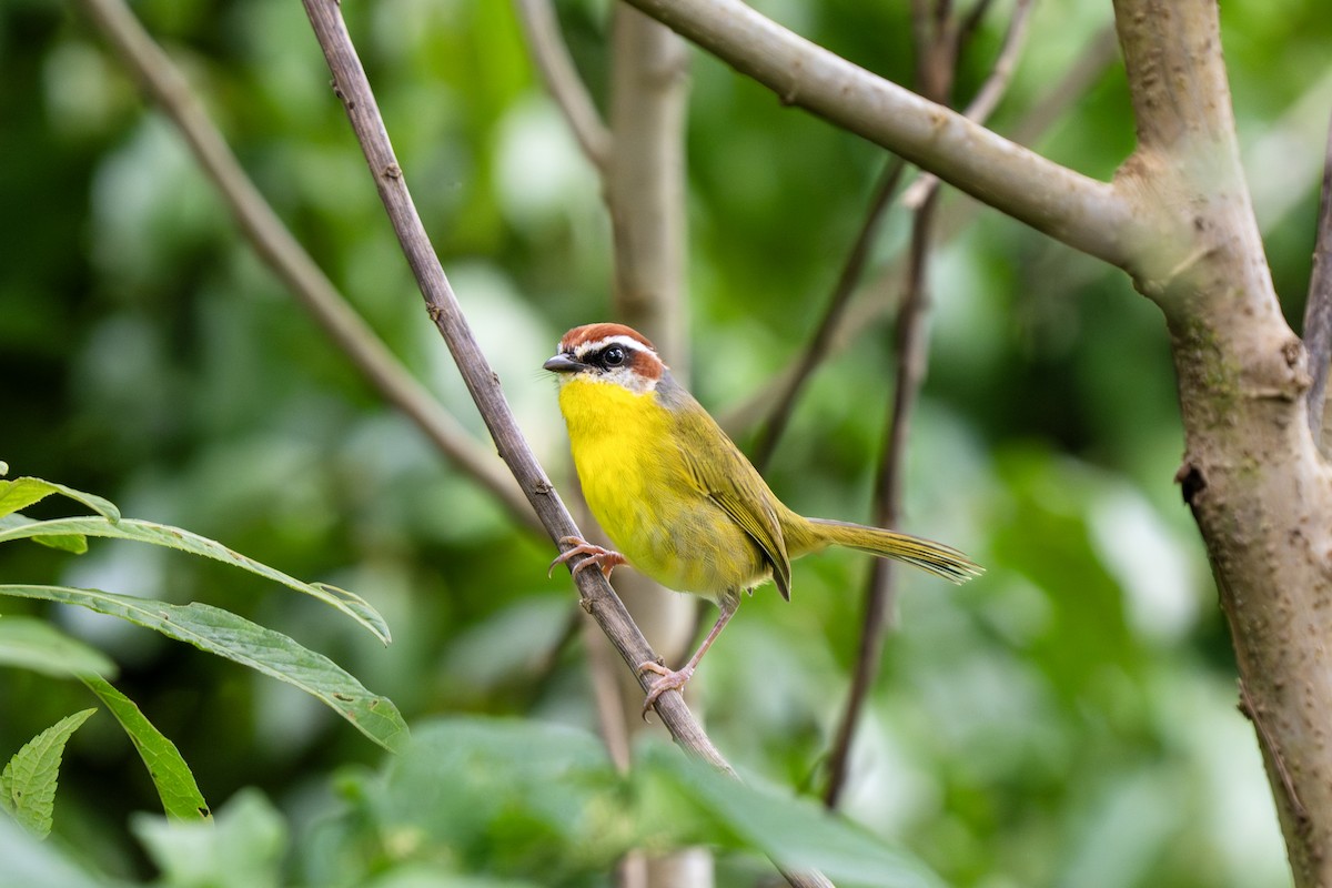Rufous-capped Warbler (salvini) - ML643546815