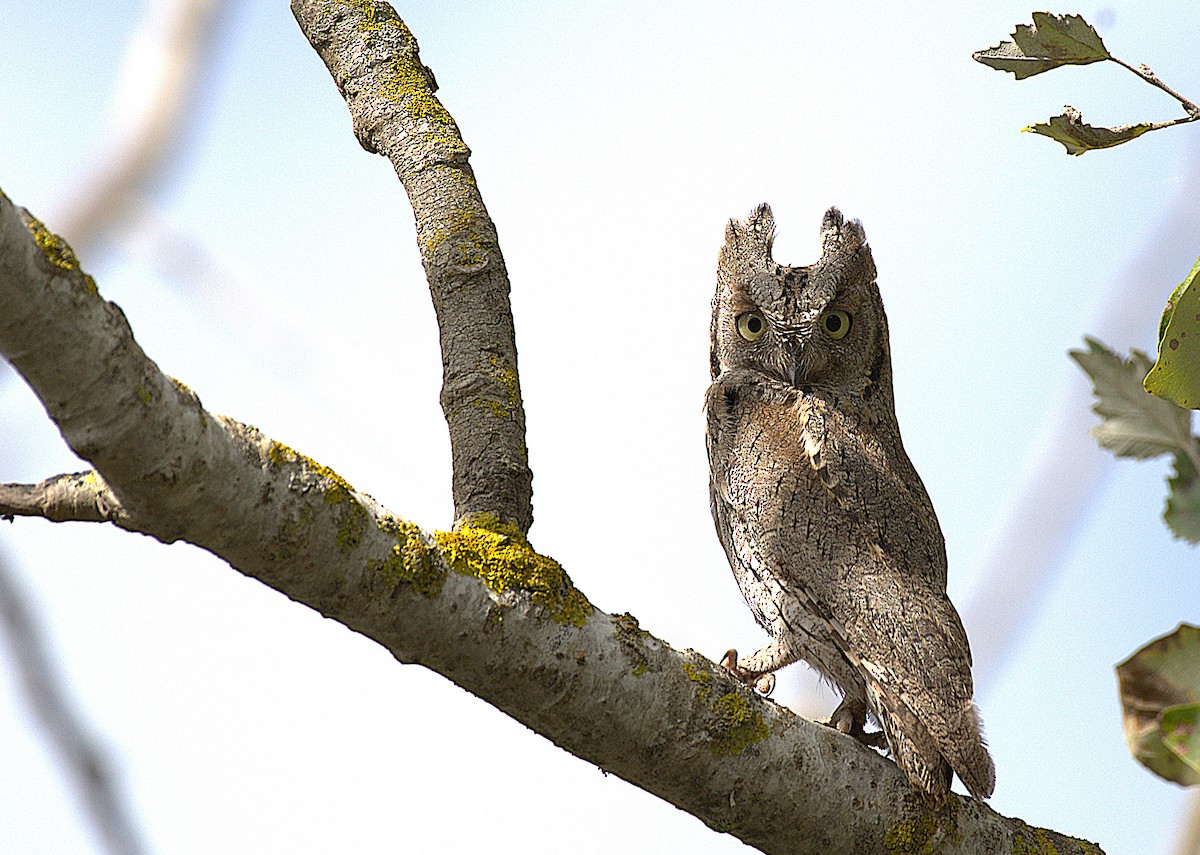 Eurasian Scops-Owl - ML643546831