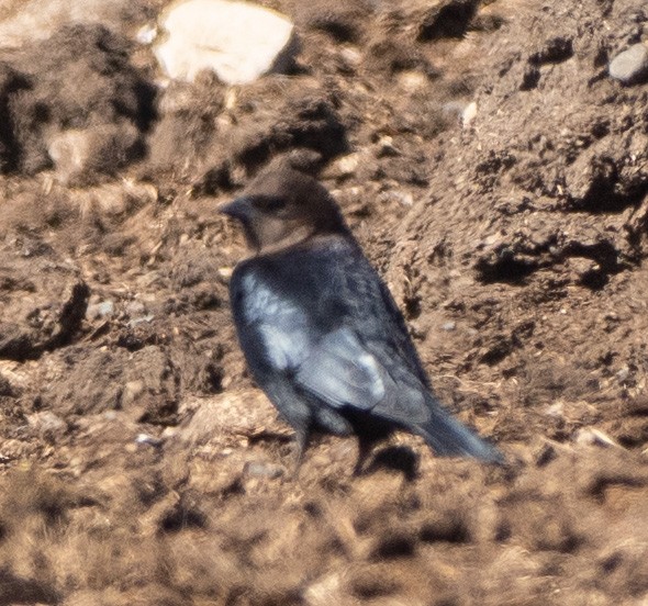 Brown-headed Cowbird - ML643546843