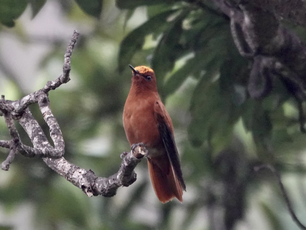 Juan Fernandez Firecrown - ML643546846