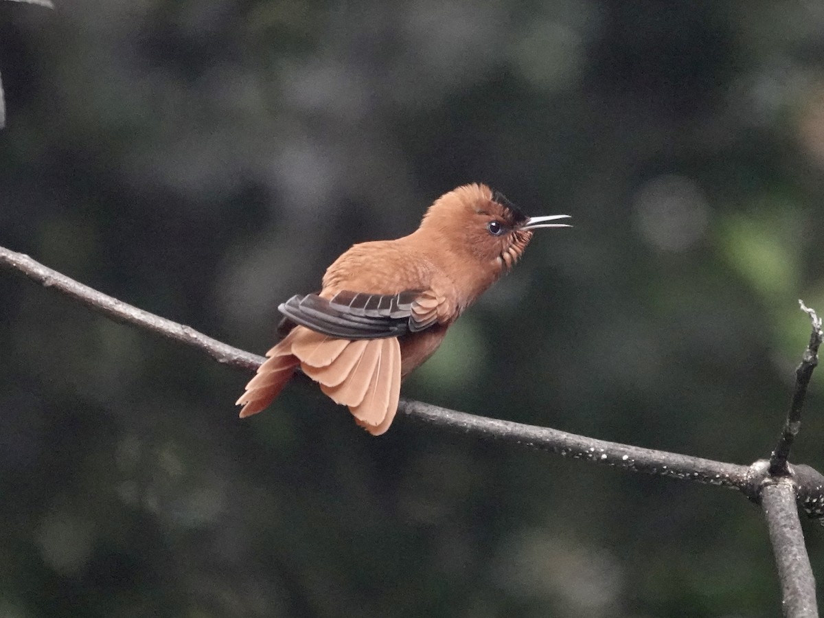 Juan Fernandez Firecrown - ML643546847