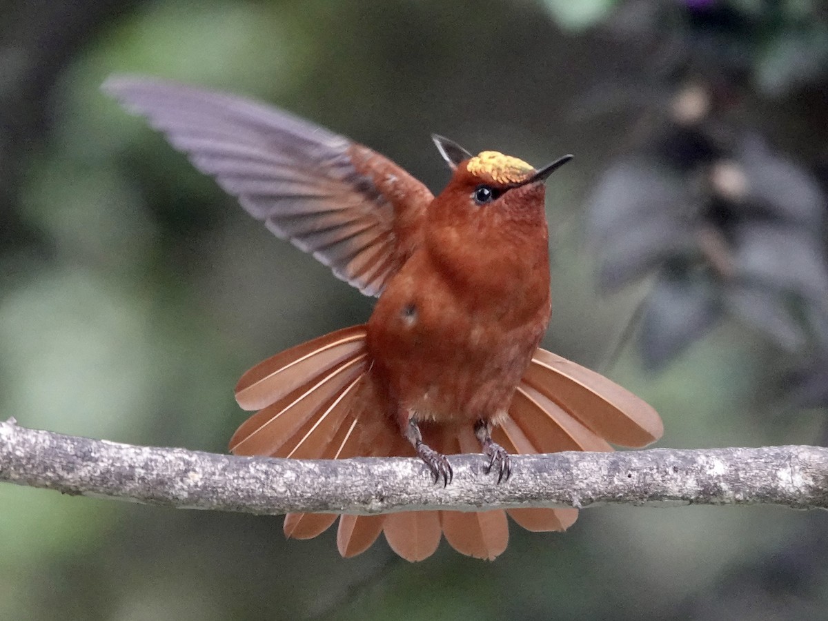 Juan Fernandez Firecrown - ML643546848