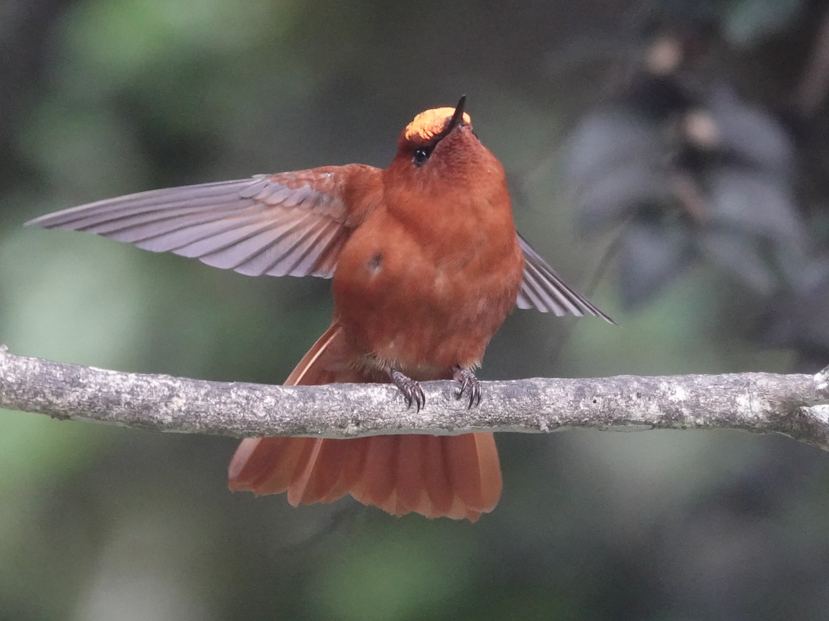 Juan Fernandez Firecrown - ML643546850