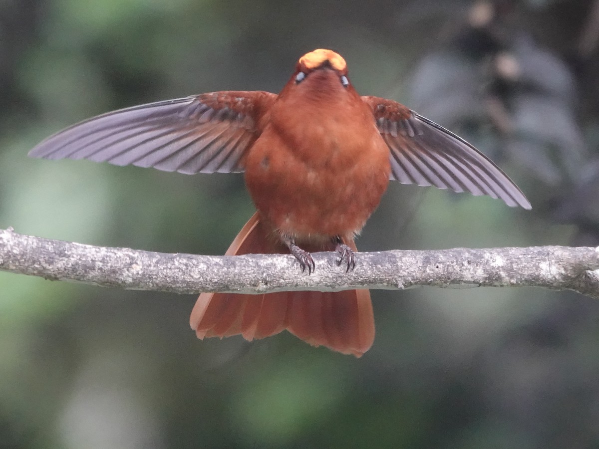 Juan Fernandez Firecrown - ML643546851