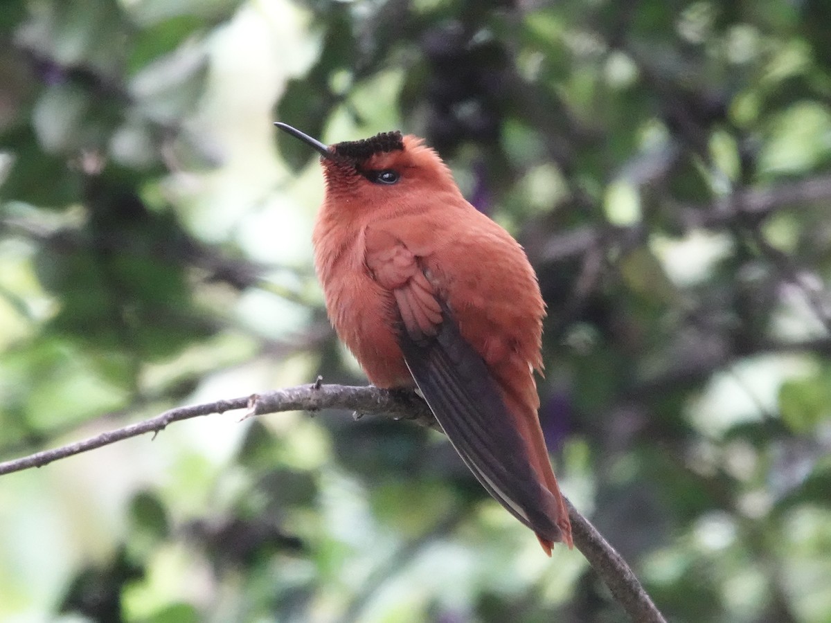 Juan Fernandez Firecrown - ML643546852