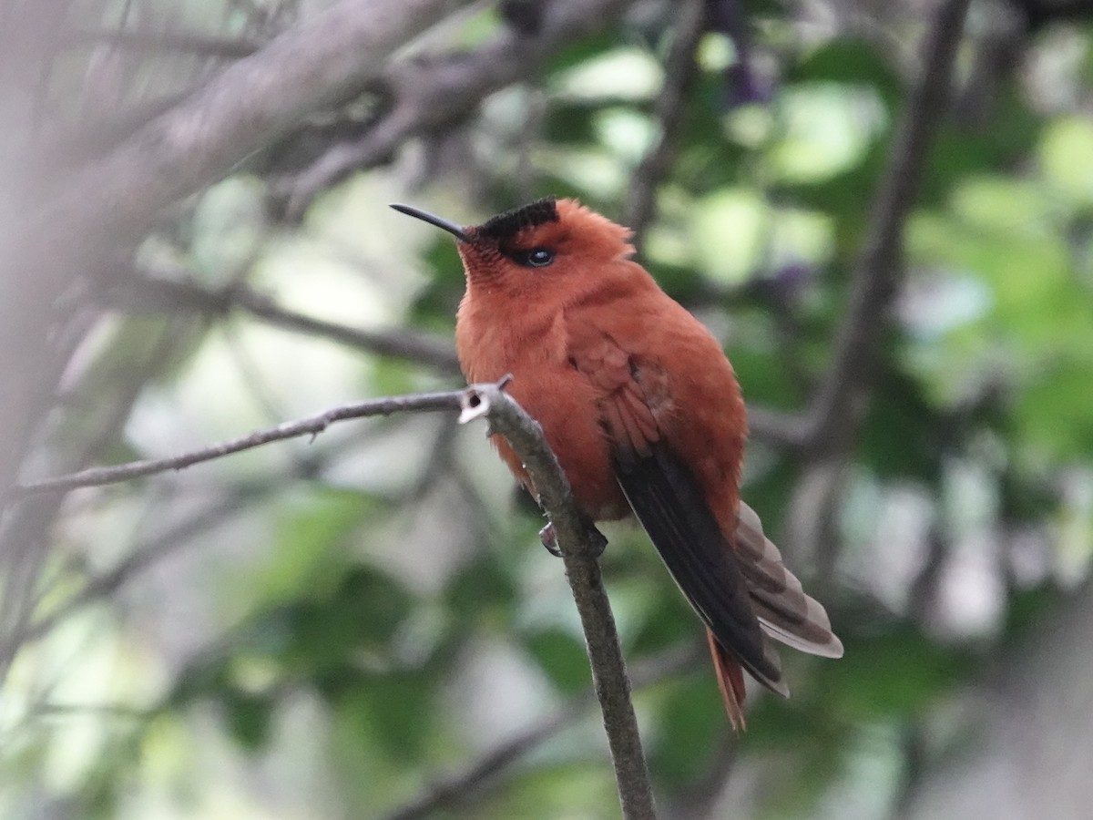 Juan Fernandez Firecrown - ML643546853